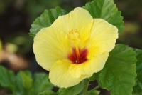 Hawaii state flower