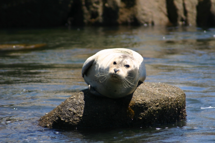 Pacific harbor seal