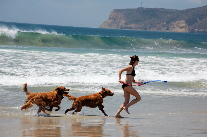 Dog-friendly beaches