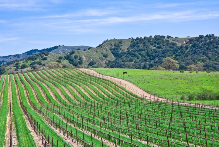 Santa Ynez Mountains and vineyard