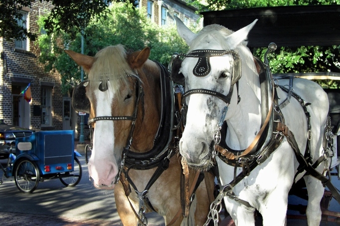 Carriage tours