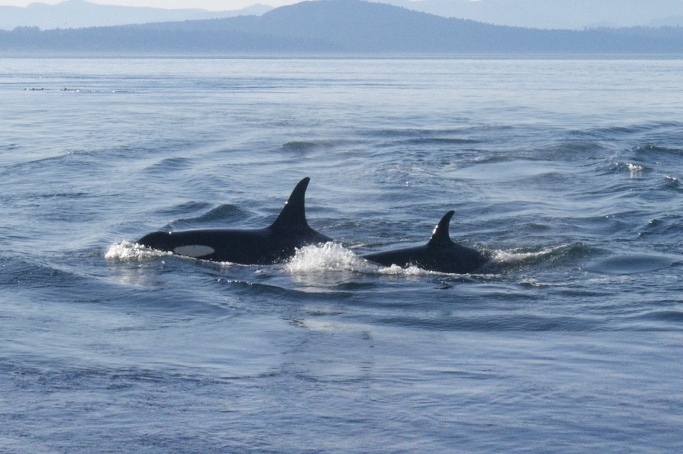Orca in Puget Sound