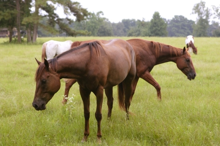 Many equestrian organizations