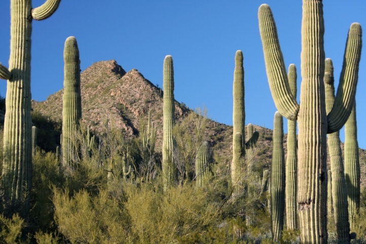 Sonoran Desert mountains