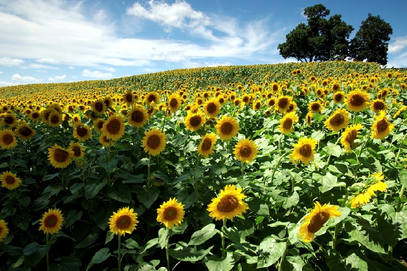 “Sunflower State”