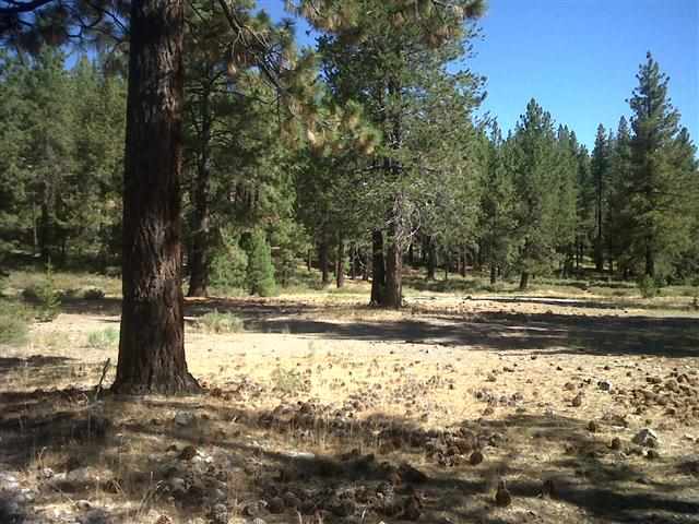 11798 Donner Pass Road, Truckee, CA 96161 - Photo 1
